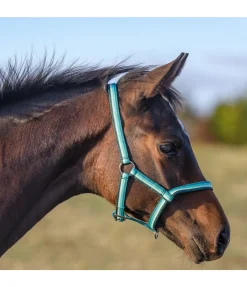 SHOWMASTER Licol poulain Darling vert d´eau Sale