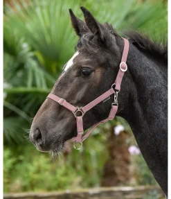 SHOWMASTER Licol poulain et shetland Grow With You rose givrée