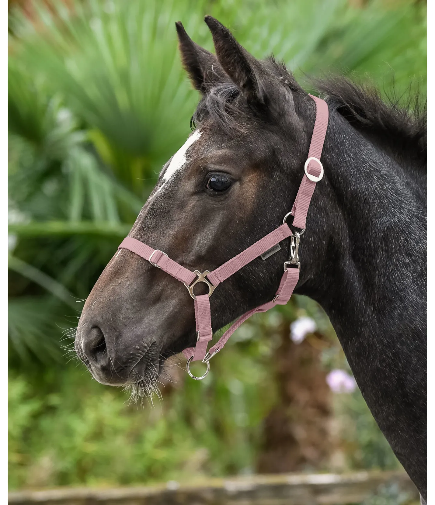 SHOWMASTER Licol poulain et shetland Grow With You rose givrée