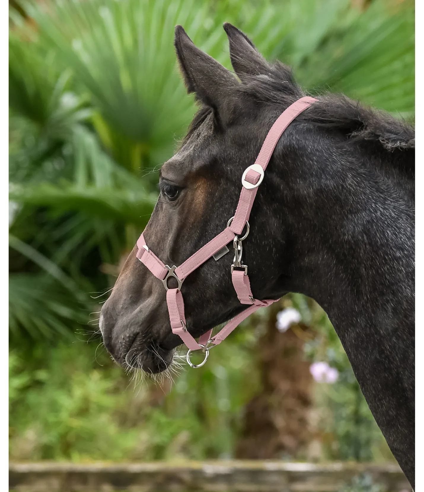 SHOWMASTER Licol poulain et shetland Grow With You rose givrée