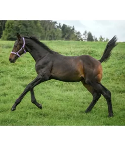 SHOWMASTER Licol poulain et shetland Blaire melia Best