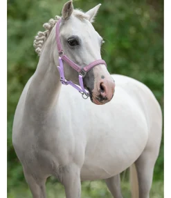 Felix Bühler Licol poulain et shetland Twinkle violet