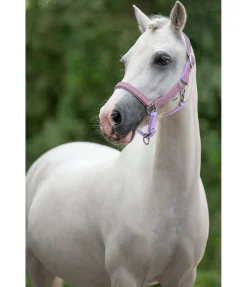 Felix Bühler Licol poulain et shetland Twinkle violet