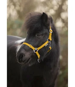 SHOWMASTER Licol poulain et shetland Grow With You mangue dorée Sale