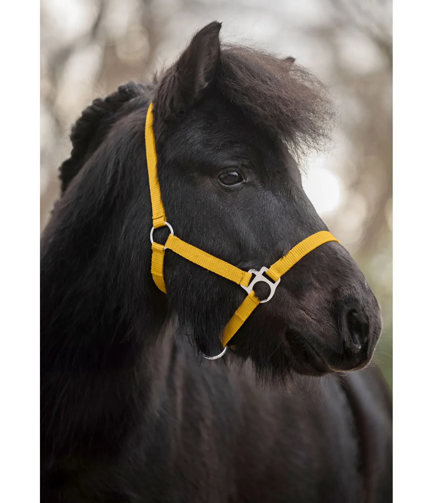 SHOWMASTER Licol poulain et shetland Grow With You mangue dorée Sale