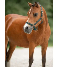 SHOWMASTER Licol poulain et shetland Shimmering vert d´eau Hot