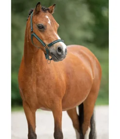 SHOWMASTER Licol poulain et shetland Shimmering vert d´eau Hot