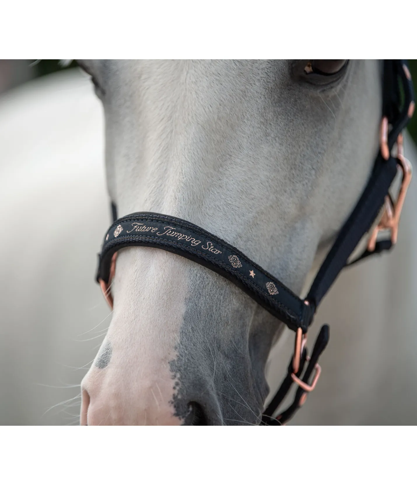 SHOWMASTER Licol poulain et shetland Future Star marine /rose doré Discount