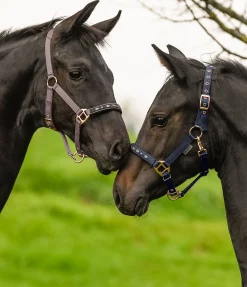 SHOWMASTER Licol poulain et shetland Future Star marine /rose doré Discount