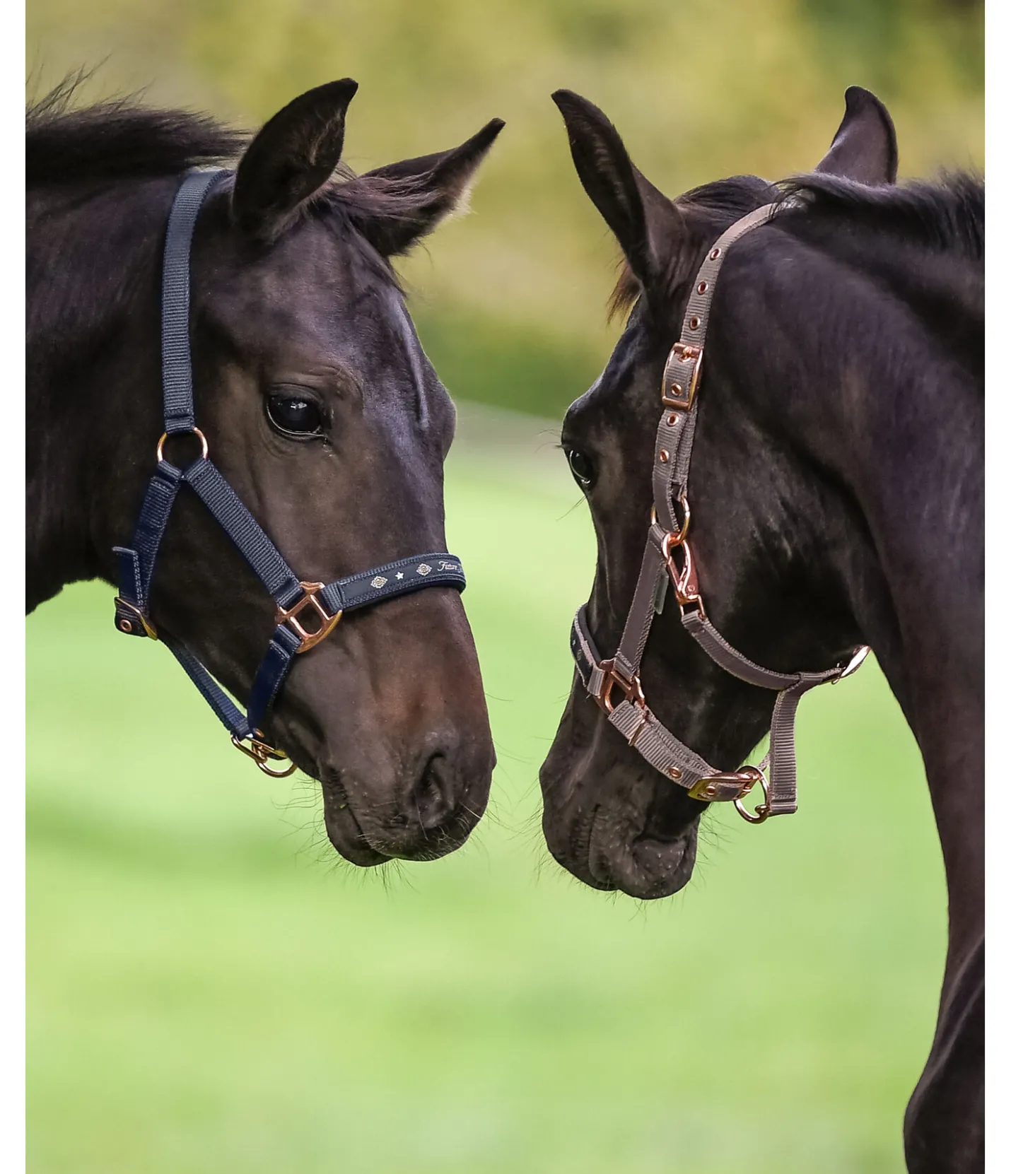 SHOWMASTER Licol poulain et shetland Future Star marine /rose doré Discount