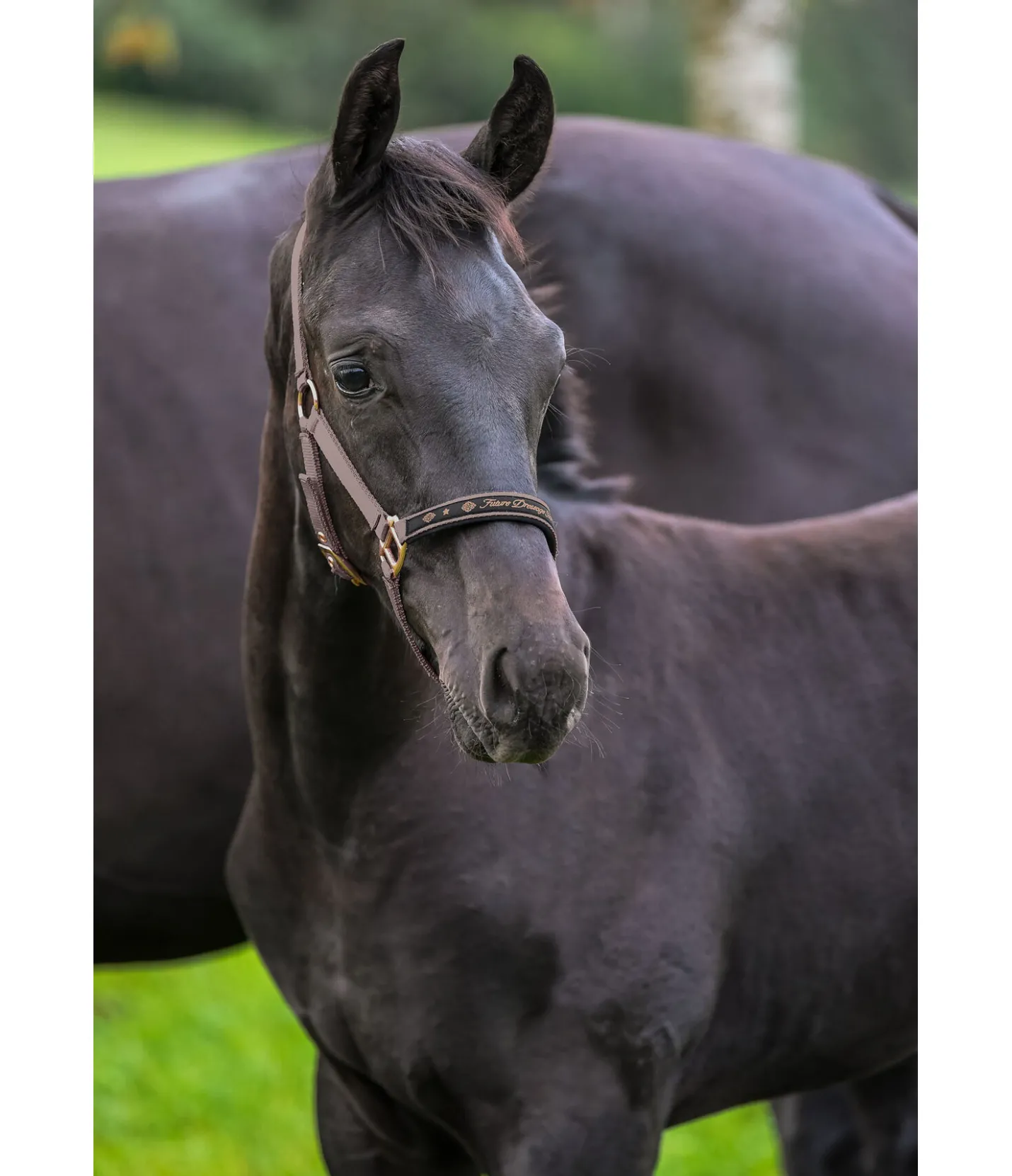 SHOWMASTER Licol poulain et shetland Future Star noisette Outlet