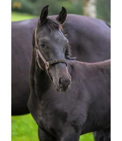 SHOWMASTER Licol poulain et shetland Future Star noisette Outlet