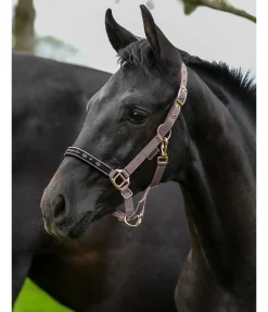 SHOWMASTER Licol poulain et shetland Future Star noisette Outlet