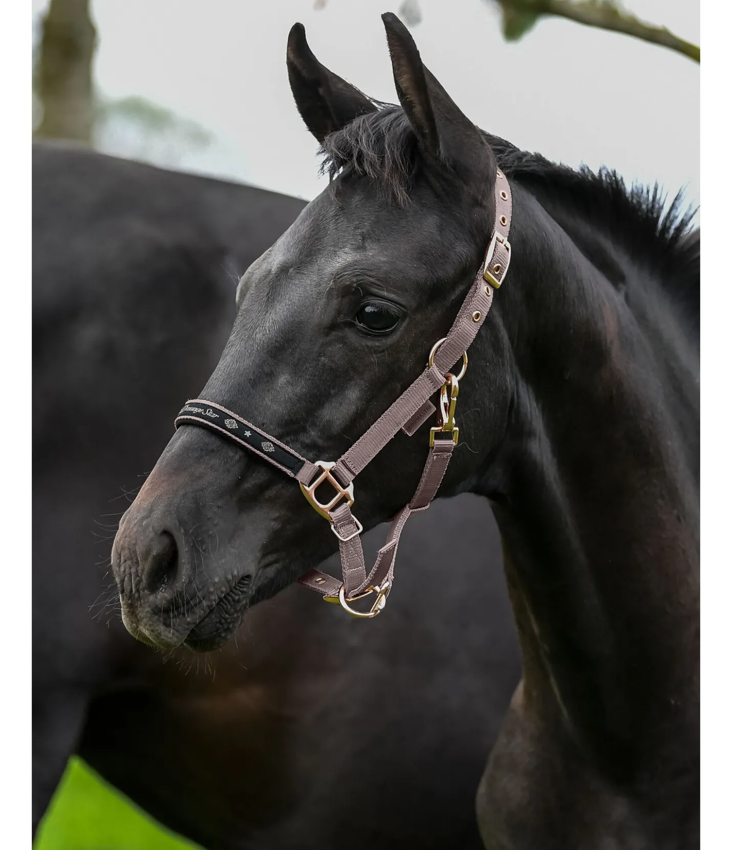 SHOWMASTER Licol poulain et shetland Future Star noisette Outlet