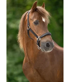 SHOWMASTER Licol poulain et shetland en cuir orné de strass Selina marron foncé New