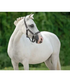 Felix Bühler Licol poulain et shetland Twinkle anthracite Sale