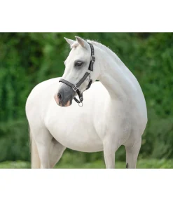Felix Bühler Licol poulain et shetland Twinkle anthracite Sale