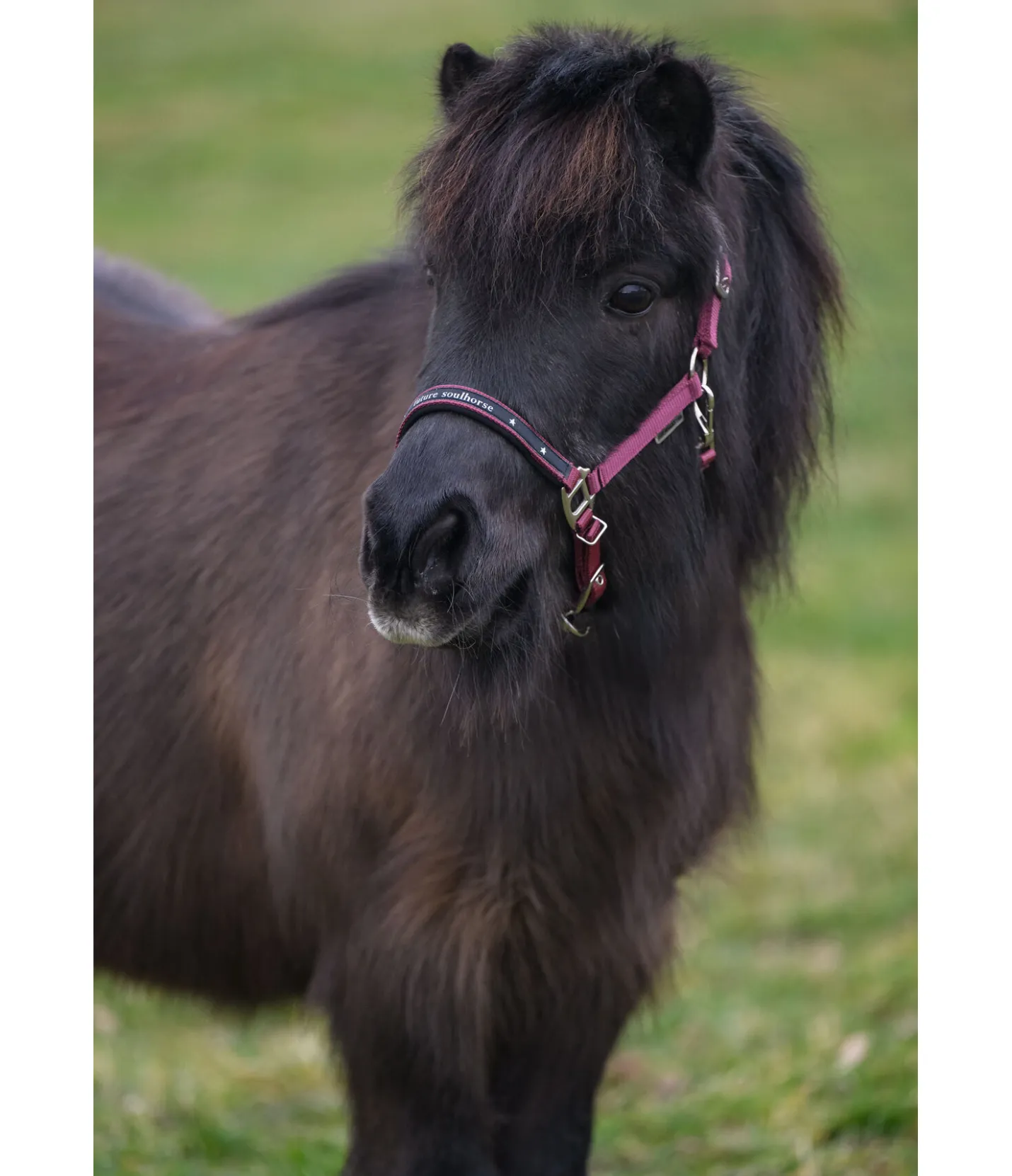SHOWMASTER Licol poulain et shetland Future Star wild berry Best