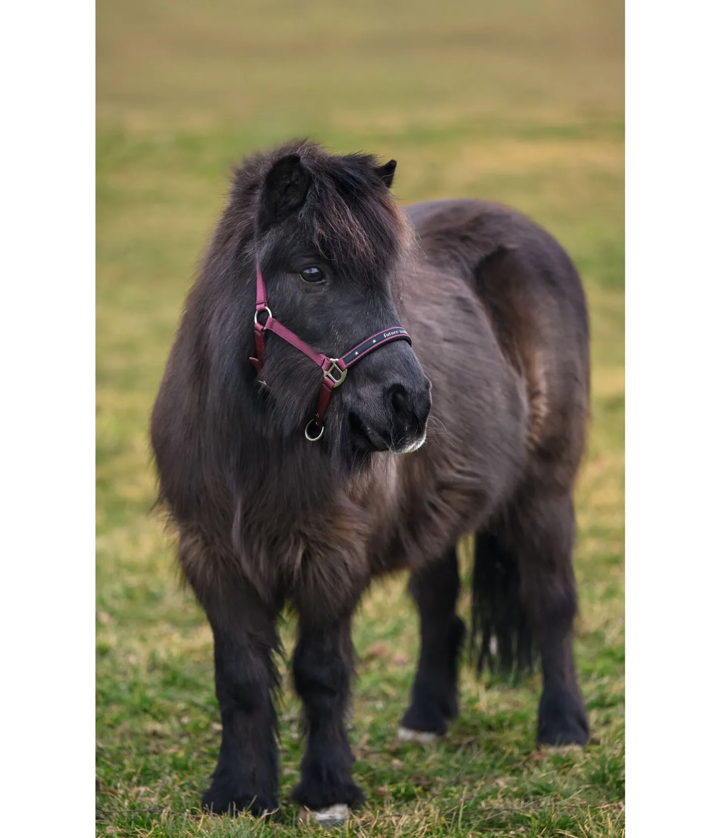 SHOWMASTER Licol poulain et shetland Future Star wild berry Best