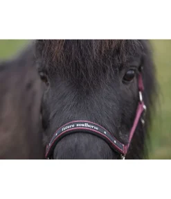 SHOWMASTER Licol poulain et shetland Future Star wild berry Best