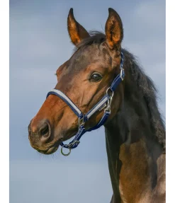 SHOWMASTER Licol poulain et shetland Blaire navy Hot