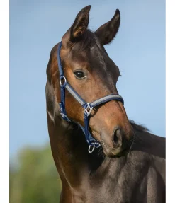 SHOWMASTER Licol poulain et shetland Blaire navy Hot