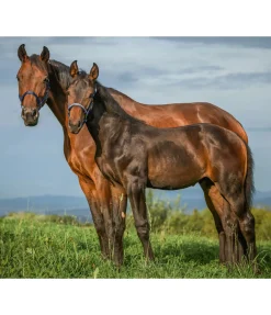 SHOWMASTER Licol poulain et shetland Blaire navy Hot