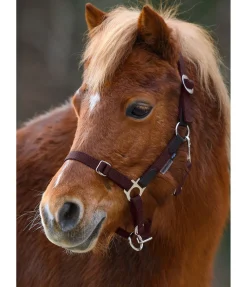 SHOWMASTER Licol poulain et shetland Katy acajou Discount