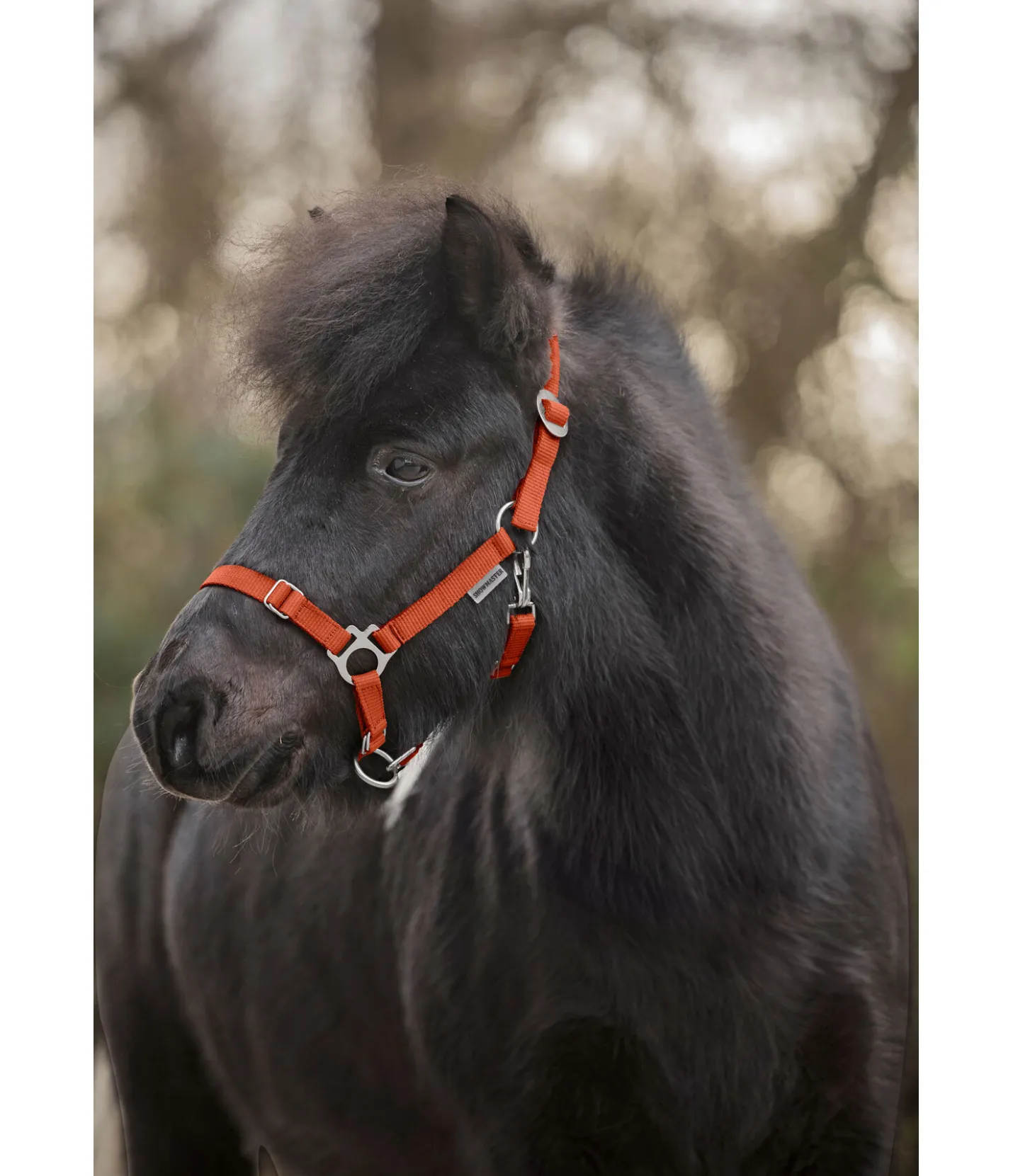 SHOWMASTER Licol poulain et shetland Grow With You orange Online