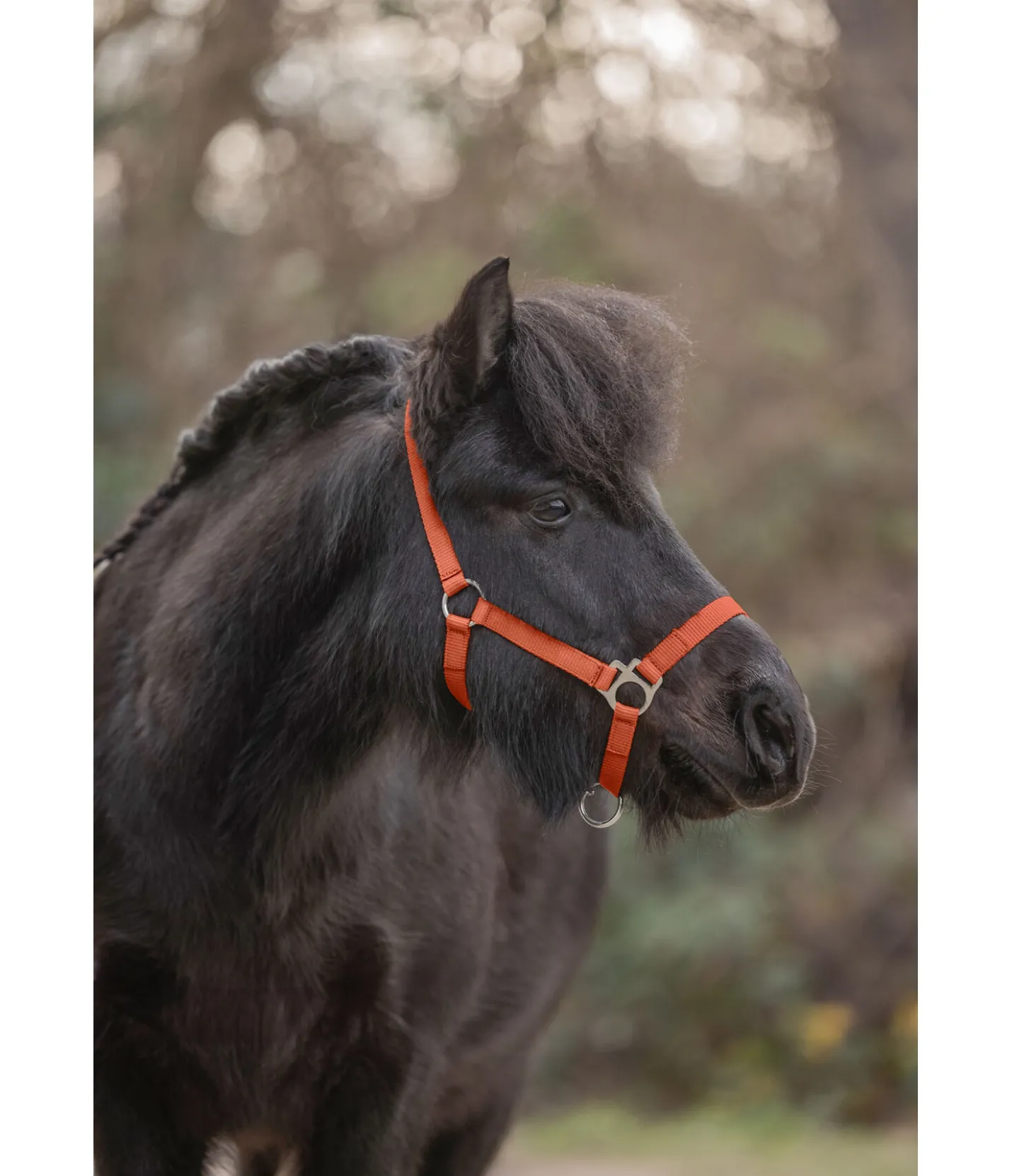 SHOWMASTER Licol poulain et shetland Grow With You orange Online
