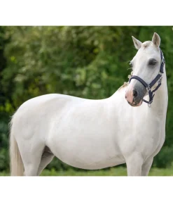 Felix Bühler Licol poulain et shetland Twinkle navy Hot