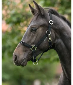 SHOWMASTER Licol poulain et shetland Grow With You noir Discount