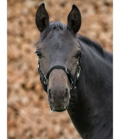 SHOWMASTER Licol poulain et shetland Grow With You noir Discount