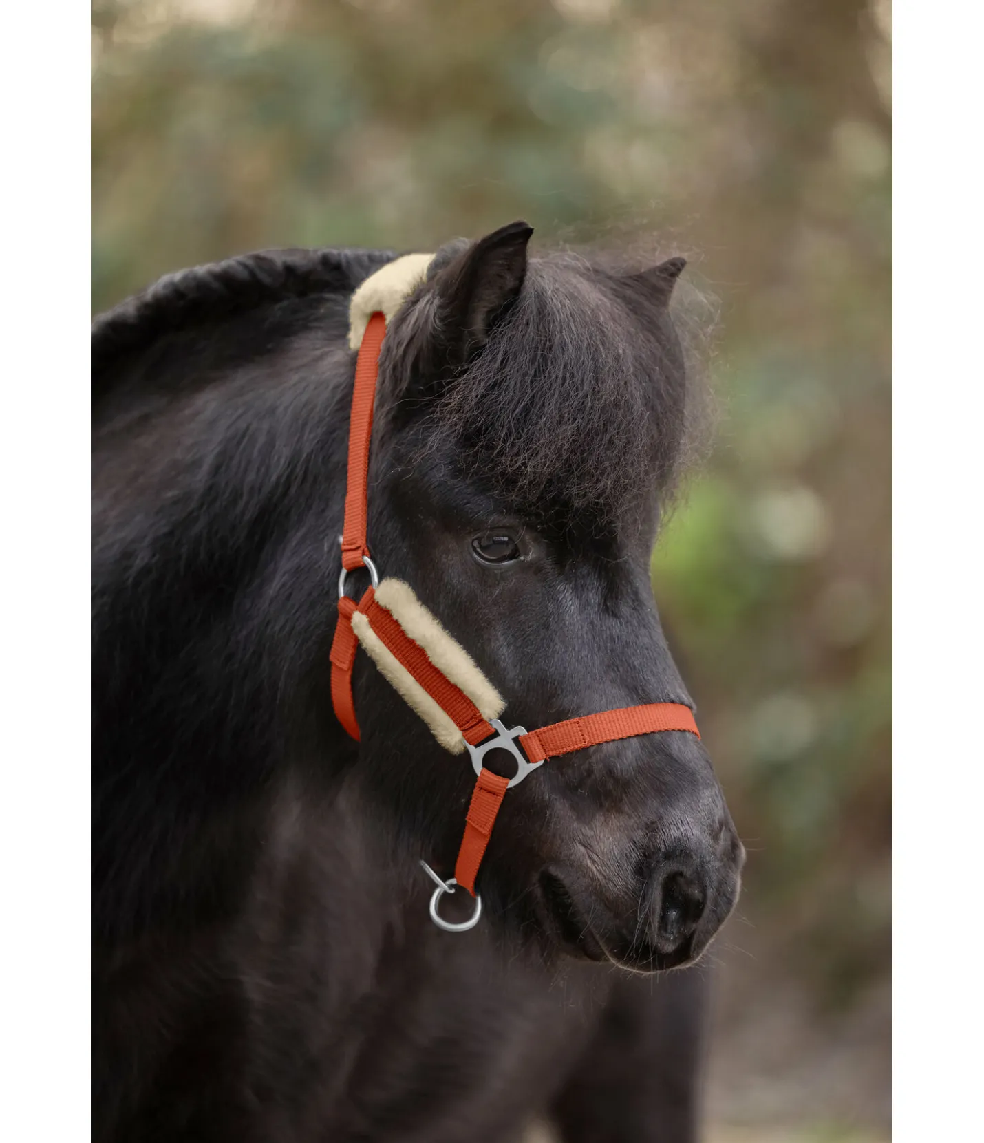 SHOWMASTER Licol poulain et shetland en polaire Teddy Cozy Adjustable orange Sale