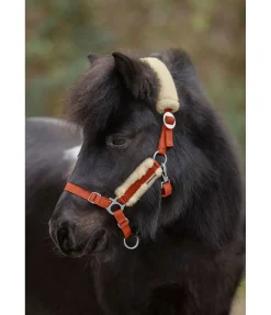 SHOWMASTER Licol poulain et shetland en polaire Teddy Cozy Adjustable orange Sale