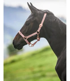 SHOWMASTER Licol poulain et shetland Shimmering rose givrée Online