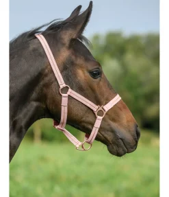 SHOWMASTER Licol poulain et shetland Shimmering rose givrée Online