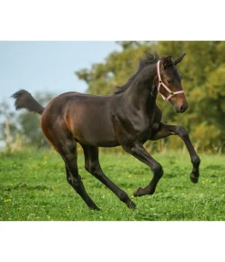 SHOWMASTER Licol poulain et shetland Shimmering rose givrée Online