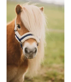 Felix Bühler Licol pour poulain et shetland Shine navy classique New
