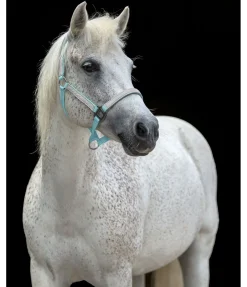 STEEDS Licol réfléchissant Shiny menthe claire Hot