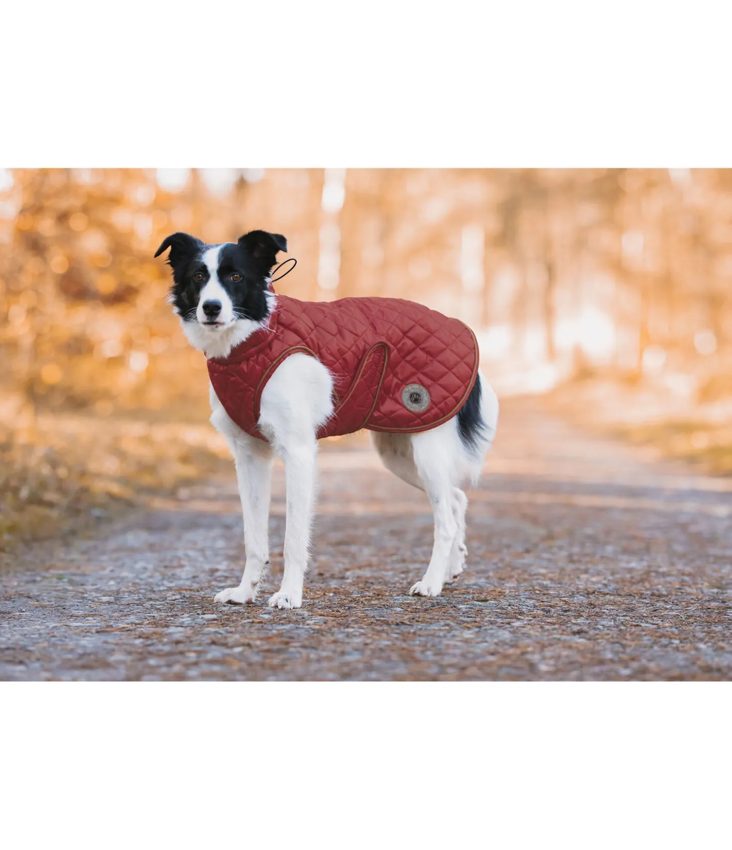 sugar dog Manteau avec doublure en polaire Teddy pour chien Archie, 160 g pomme tatin Online