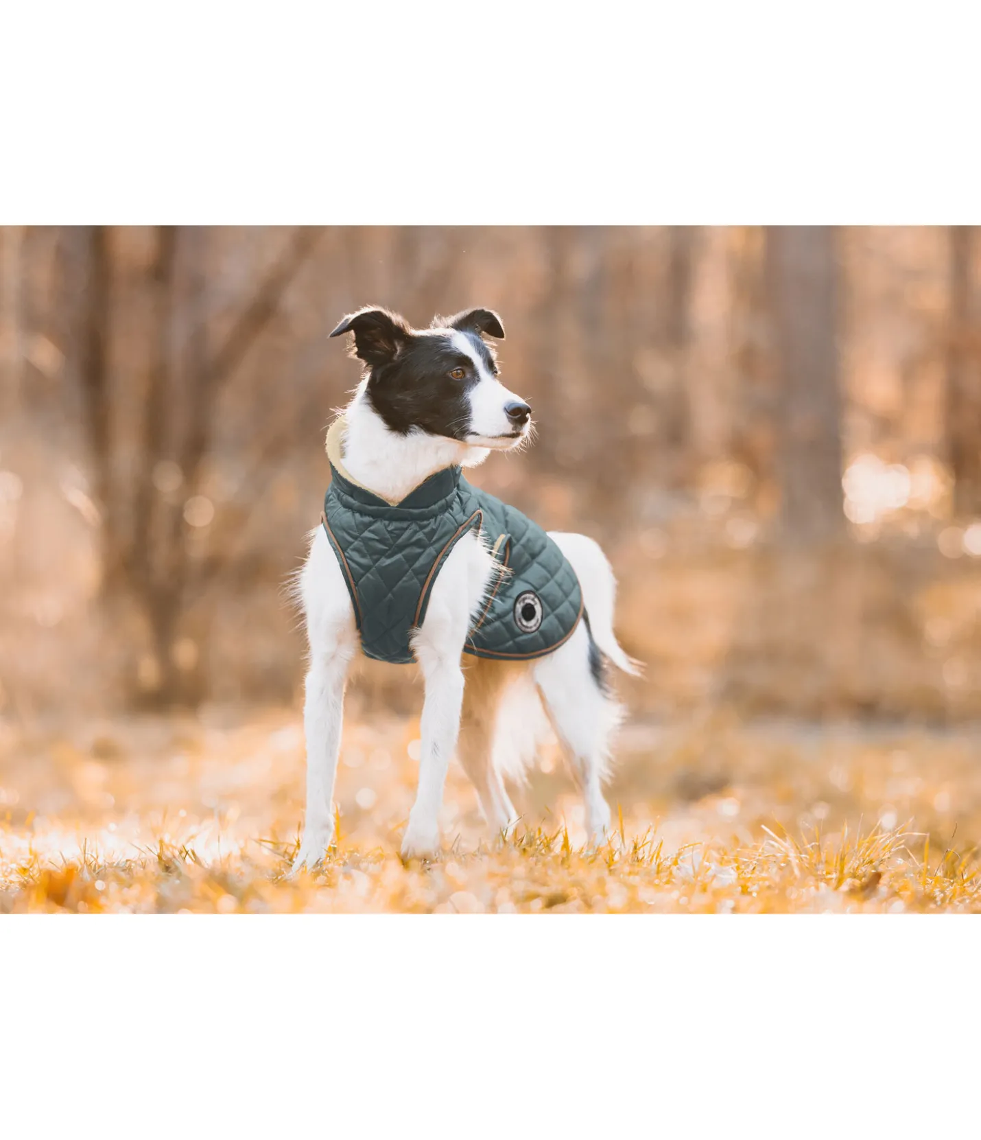 sugar dog Manteau avec doublure en polaire Teddy pour chien Archie, 160 g thé vert New
