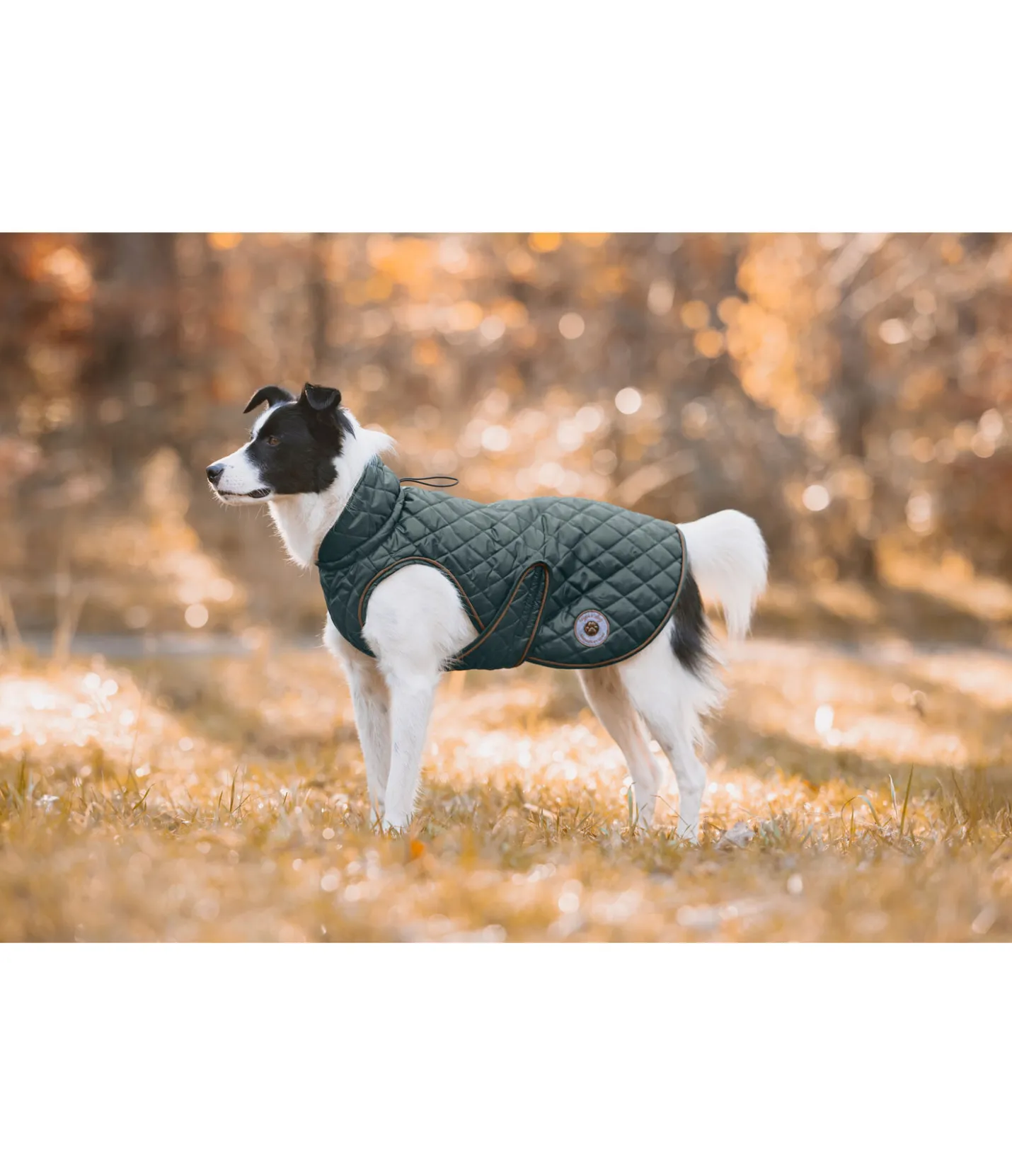 sugar dog Manteau avec doublure en polaire Teddy pour chien Archie, 160 g thé vert New