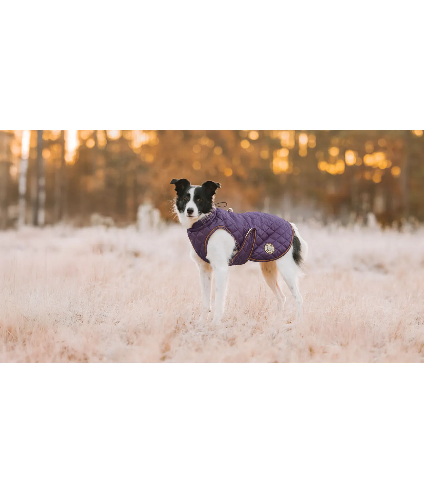 sugar dog Manteau avec doublure en polaire Teddy pour chien Archie, 160 g violet foncé Best