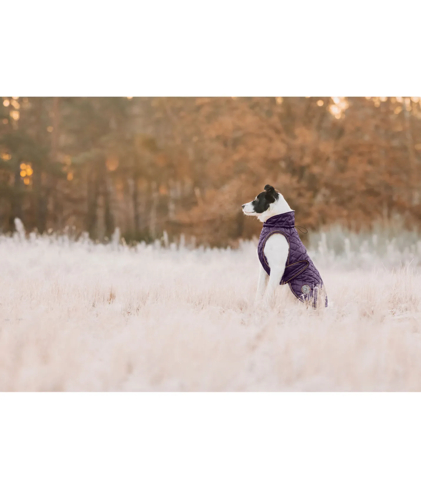 sugar dog Manteau avec doublure en polaire Teddy pour chien Archie, 160 g violet foncé Best
