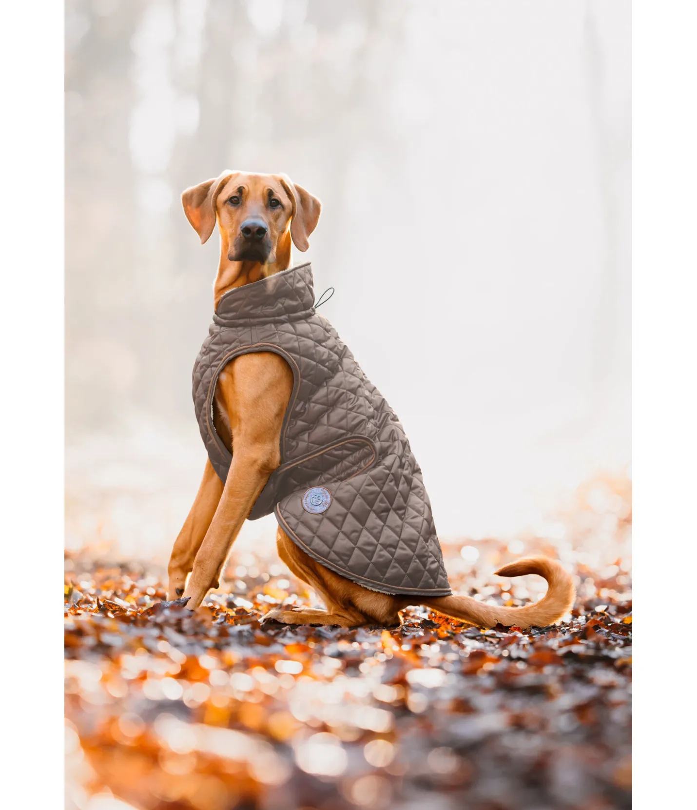 sugar dog Manteau avec doublure en polaire Teddy pour chien Archie, 160 g cannelle New