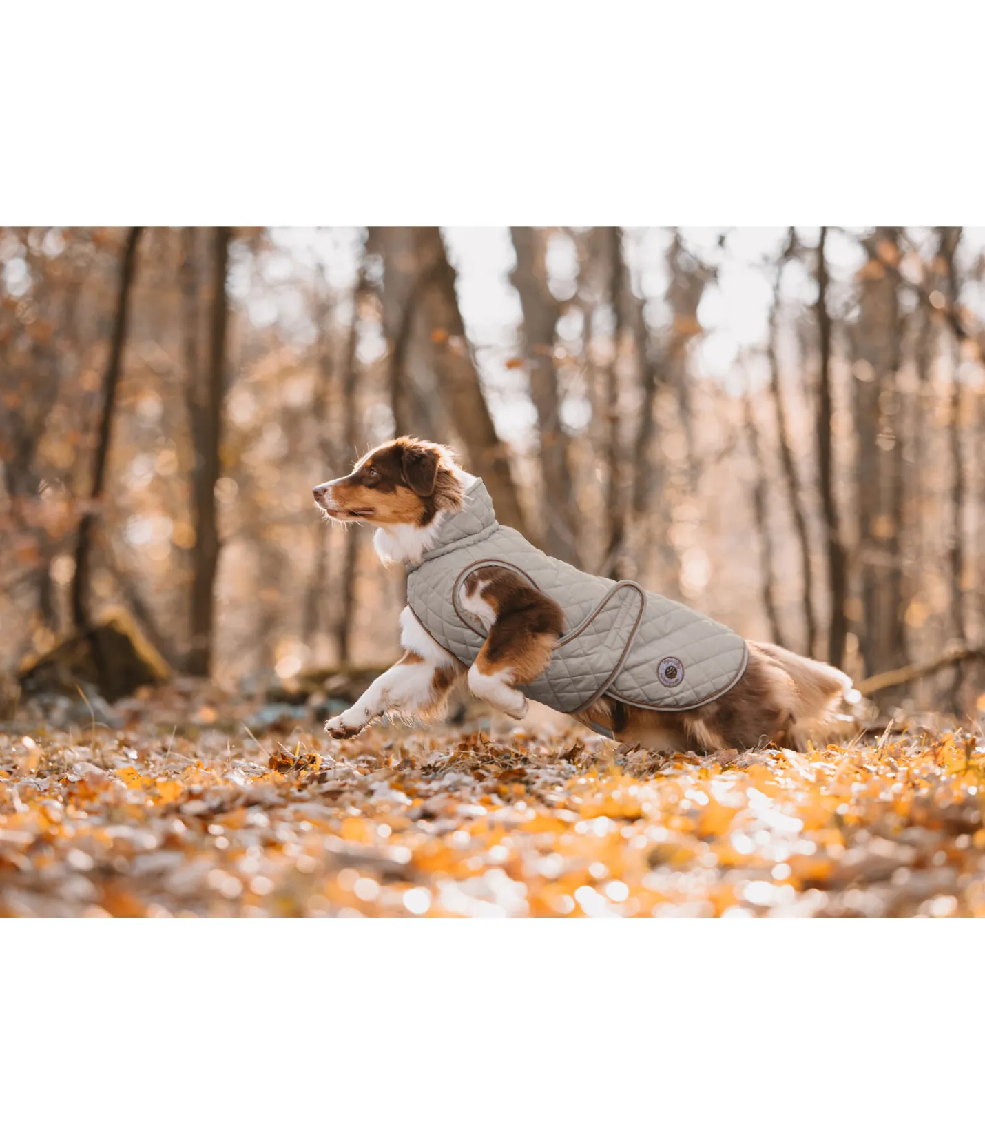 sugar dog Manteau avec doublure en polaire Teddy pour chien Archie, 160 g taupe Sale