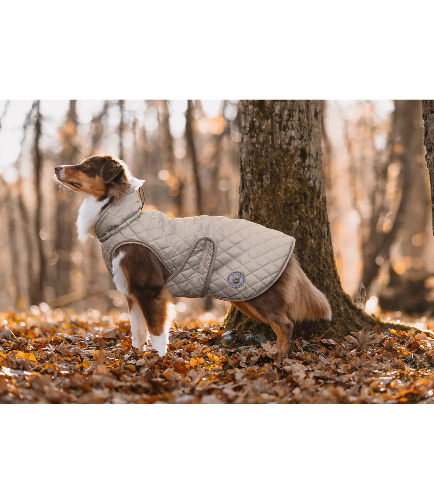 sugar dog Manteau avec doublure en polaire Teddy pour chien Archie, 160 g taupe Sale