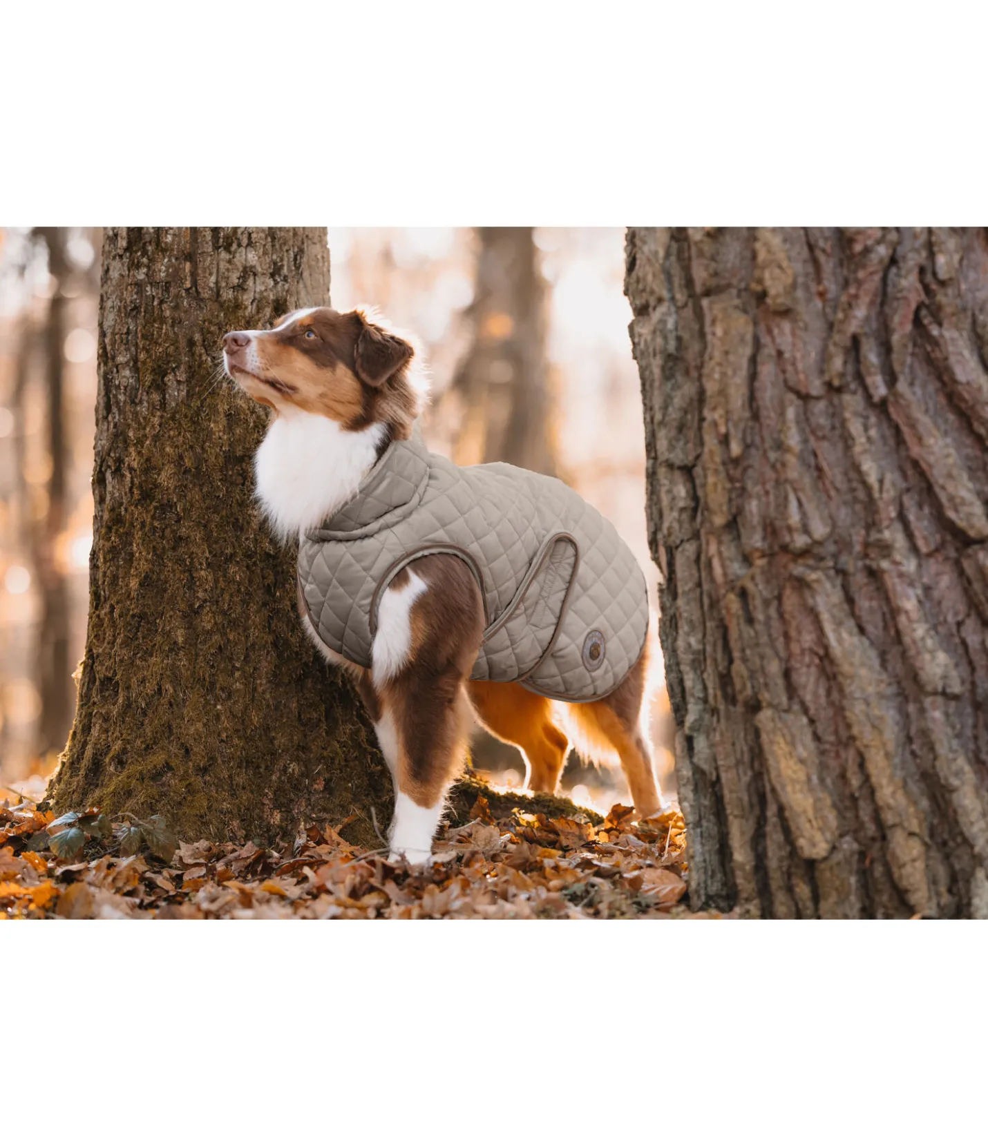 sugar dog Manteau avec doublure en polaire Teddy pour chien Archie, 160 g taupe Sale