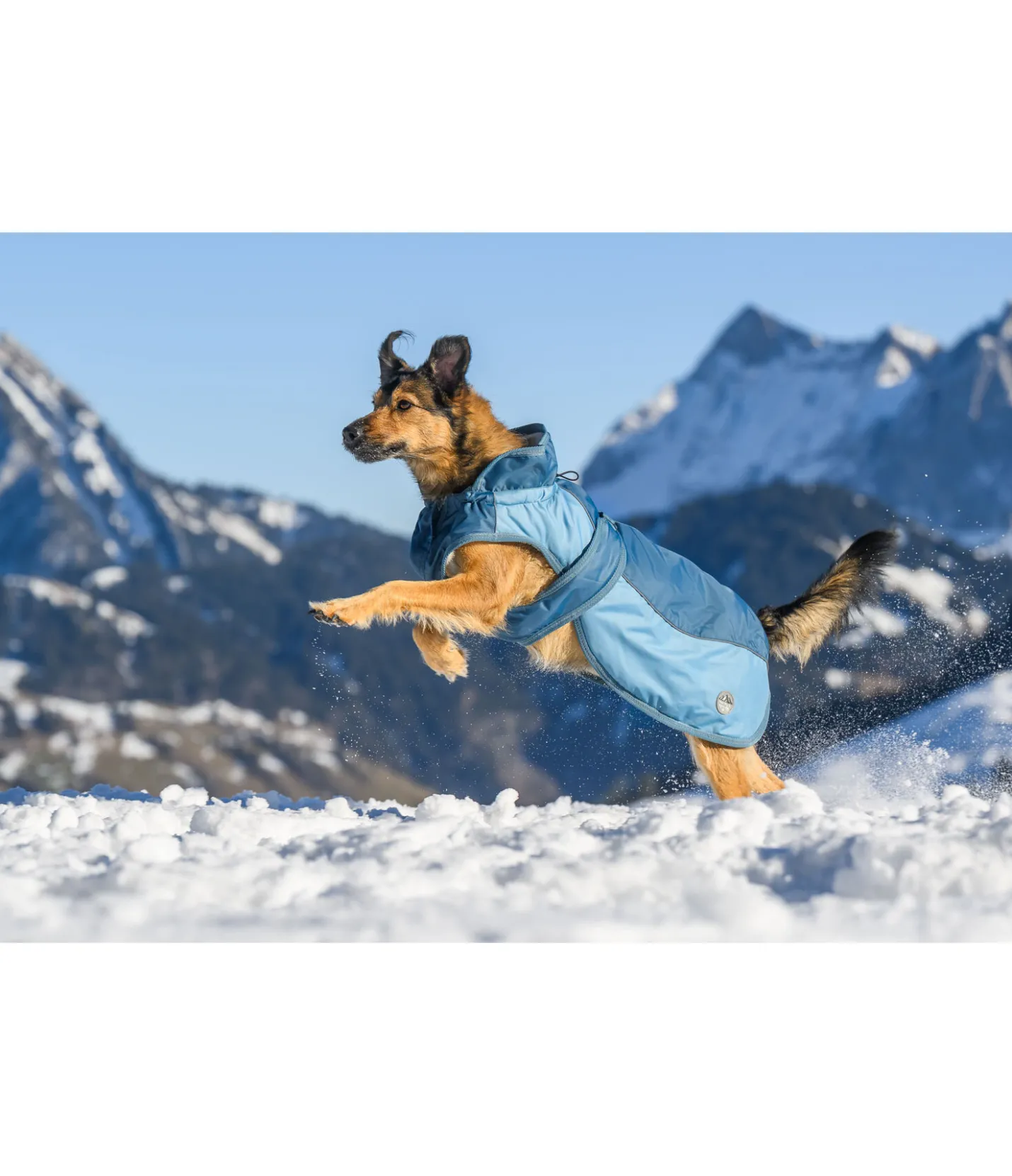 sugar dog Manteau d'hiver pour chien avec doublure en polaire Teddy, 100 g Glacier Bay aquamarine Clearance